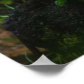 ホワイトタイガー ポスター (角)