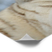 ホワイトタイガー ポスター (角)