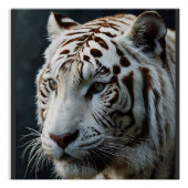 ホワイトタイガー ポスター (正面)