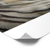 ホワイトタイガー ポスター (角)