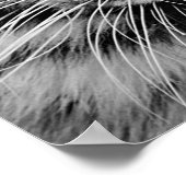 ホワイトタイガー ポスター (角)