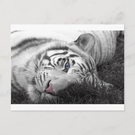 ホワイトタイガー ポストカード (正面)