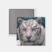 ホワイトタイガー、マグネット マグネット (正面/裏面)
