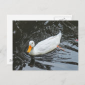 ホワイトダック。ロアースパーク湖、カーディフ、ウェールズ。 ポストカード (正面/裏面)