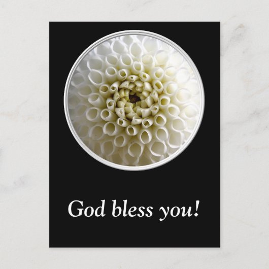 ホワイトダリアクローズアップ ポストカード (正面)