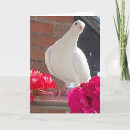 ホワイトダヴ 編集可能 カード (正面)