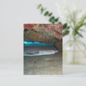 ホワイトチップリーフシャーク2 ポストカード (スタンド正面)