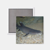 ホワイトチップリーフシャーク マグネット (正面/裏面)