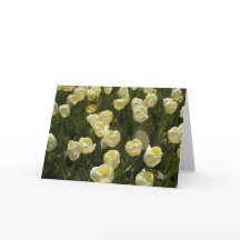 ホワイトチューリップズインザボストンガーデンズグリーティングカード