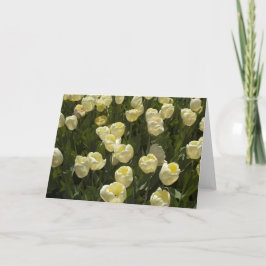 ホワイトチューリップズインザボストンガーデンズグリーティングカード カード
