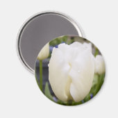 ホワイトチューリップ マグネット (正面/裏面)