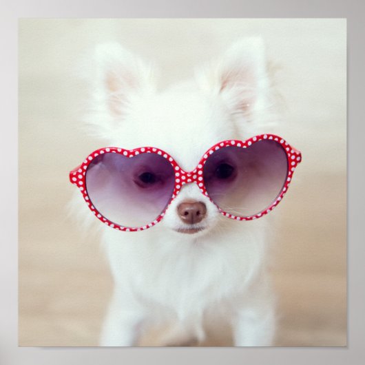 ホワイトチワホアパピー ポスター (正面)