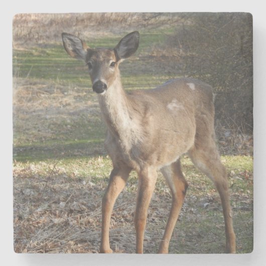 ホワイトテールディアアップクローズアップ ストーンコースター (正面)