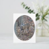 ホワイトテールディアスパイクバックシリーズ ポストカード (スタンド正面)