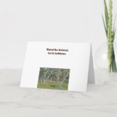 ホワイトテールディアバック記念日カード カード (裏面)