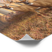 ホワイトテールディアバック&ドエオータムメープルウッズ ポスター (角)