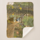 ホワイトテールディアバック |ホワイトフィッシュ（モンタナ） シェルパブランケット (正面)