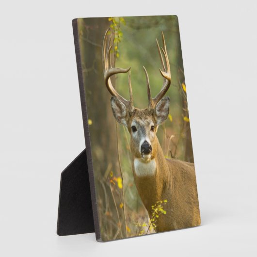 ホワイトテールディアバック |ホワイトフィッシュ(モンタナ) フォトプラーク (側面)