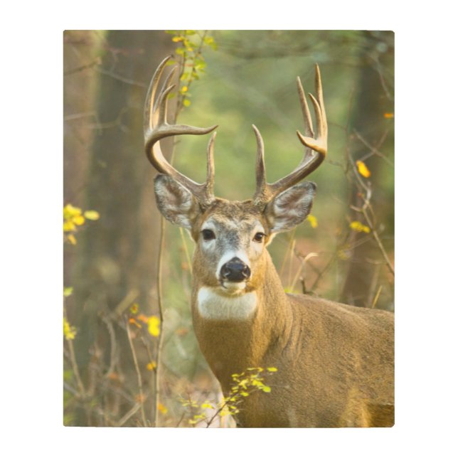 ホワイトテールディアバック |ホワイトフィッシュ（モンタナ） メタルプリント (正面)