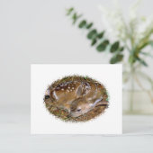 ホワイトテールディアファウン ポストカード (スタンド正面)