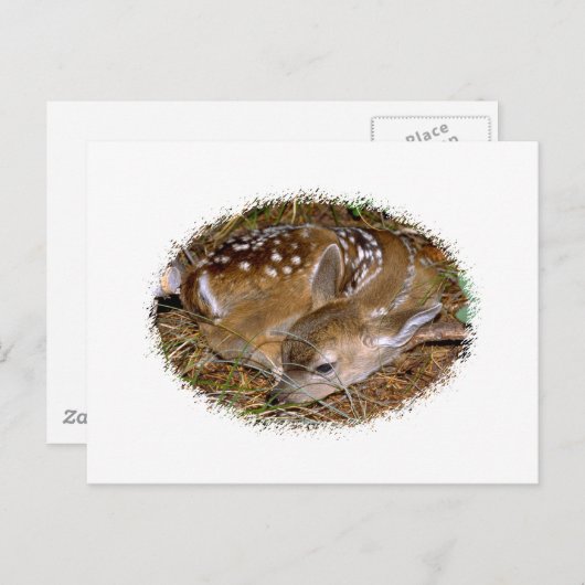 ホワイトテールディアファウン ポストカード (正面/裏面)