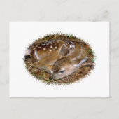 ホワイトテールディアファウン ポストカード (正面)