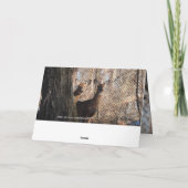 ホワイトテールディアーハッピーバースデー カード (裏面)