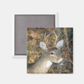 ホワイトテール型鹿バック磁石 マグネット (正面/裏面)