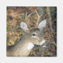 ホワイトテール型鹿バック磁石