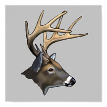 ホワイトテール親愛バックスケッチ