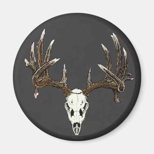 ホワイトテール鹿スカル1 マグネット (正面)