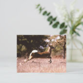 ホワイトテール鹿ランニングの群れ ポストカード (スタンド正面)