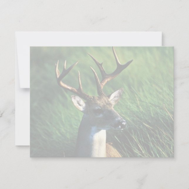 ホワイトテール・バック (正面)