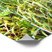 ホワイトテール・バック・プレミアム・グロス・ポスター ポスター (角)