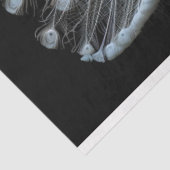 ホワイトテール・ピーコックの切り離 薄葉紙 (詳細)