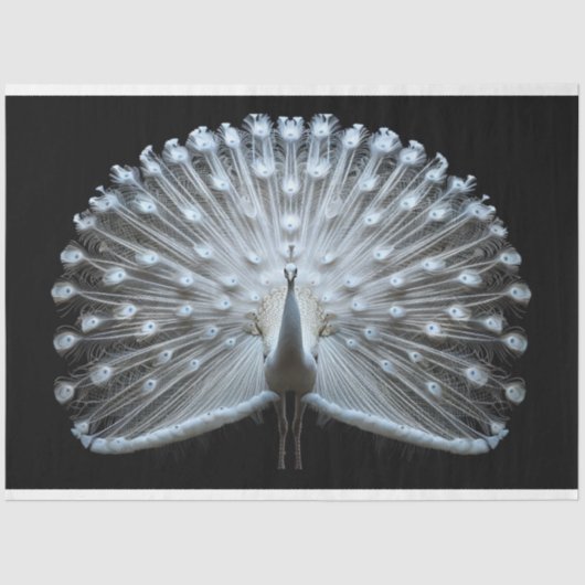 ホワイトテール・ピーコックの切り離 薄葉紙 (正面)