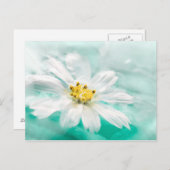 ホワイトデイジーフラワーブルーウォーターポンドアクアターコイズ ポストカード (正面/裏面)