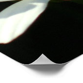 ホワイトデイジーポスター ポスター (角)