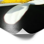 ホワイトデイジー フォトプリント            (角)