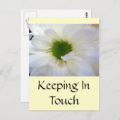 ホワイトデイジー ポストカード (正面/裏面)