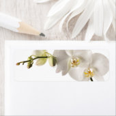 ホワイトデンドロビウムオーキッドフラワースプレー空白のフローラ ラベル (インサイチュ)