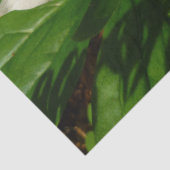 ホワイトトリリウムフラワー春ワイルドフラワー 薄葉紙 (詳細)