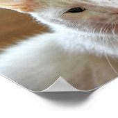 ホワイトトルコアンゴラキャットポートレート ポスター (角)