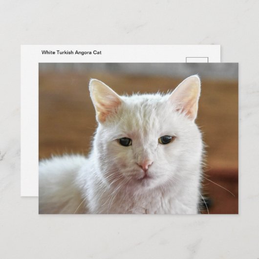 ホワイトトルコアンゴラキャットポートレート ポストカード (正面/裏面)