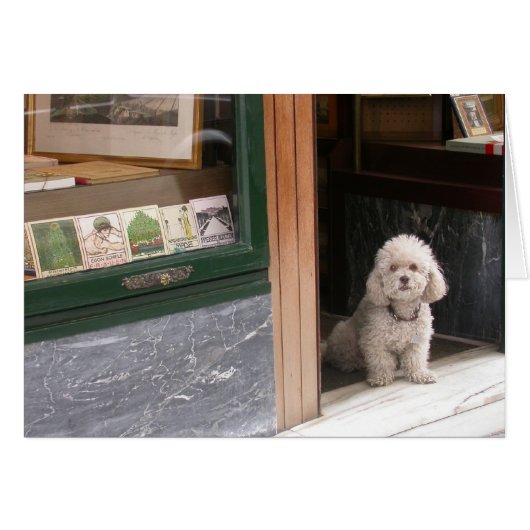 ホワイトドワーフプードル (正面横)