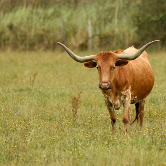 ホワイトドーバーマンオーナメント セラミックオーナメント