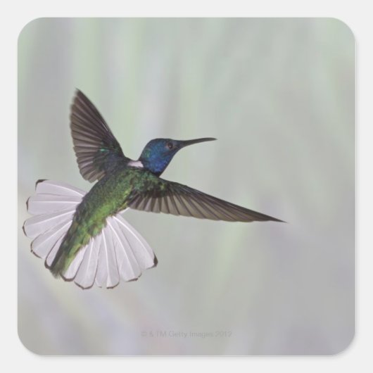 ホワイトネックJacobin Florisuga melivora Costa 2 スクエアシール (正面)