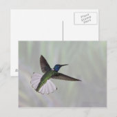 ホワイトネックJacobin Florisuga melivora Costa 2 ポストカード (正面/裏面)