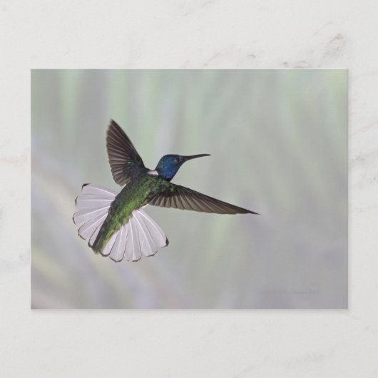 ホワイトネックJacobin Florisuga melivora Costa 2 ポストカード (正面)