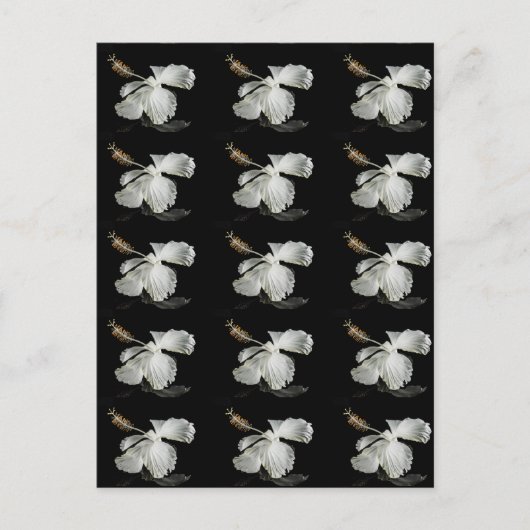 ホワイトハイビスカスフラワーサイドビュー ポストカード (正面)